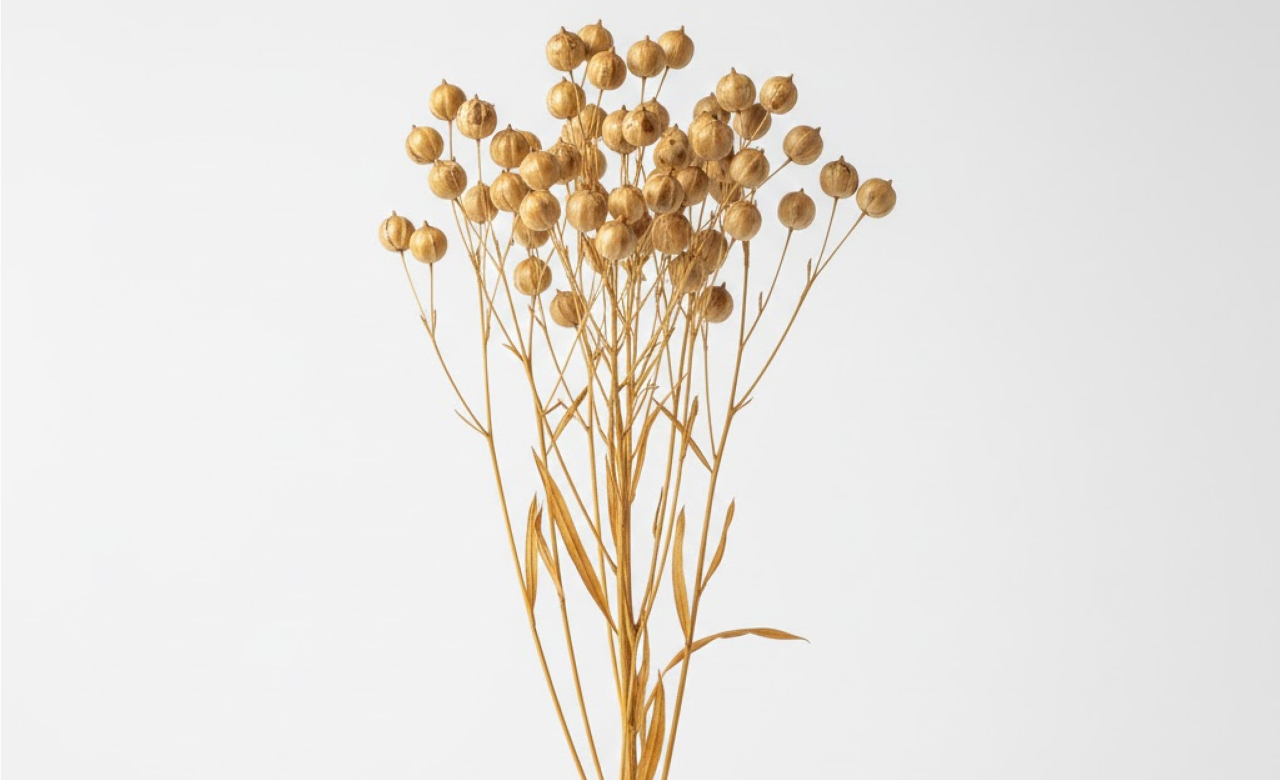 Dried flax flowers